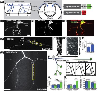 The Kinesin Adaptor Calsyntenin-1 Organizes Microtubule Polarity and Regulates Dynamics during Sensory Axon Arbor Development